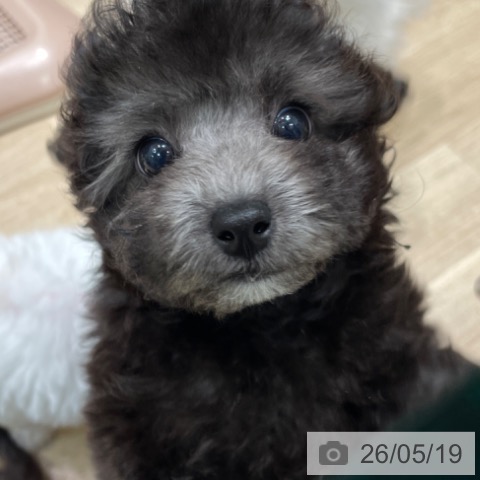 愛知県のトイプードル(トイ) (ペットプラス 則武新町店/2026年3月16日生まれ/女の子/シルバー)の子犬の4枚目の画像