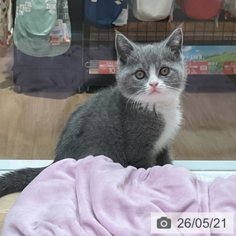 愛知県のブリティッシュショートヘアー (ペットプラス 熱田店/2026年3月14日生まれ/男の子/ブルーホワイト)の子猫の4枚目の画像