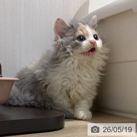セルカークレックスの写真