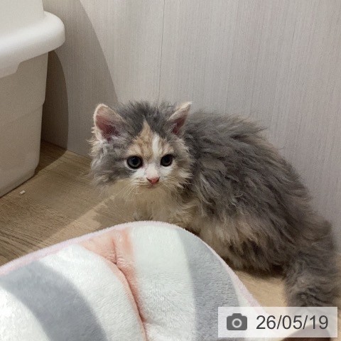 セルカークレックスの写真