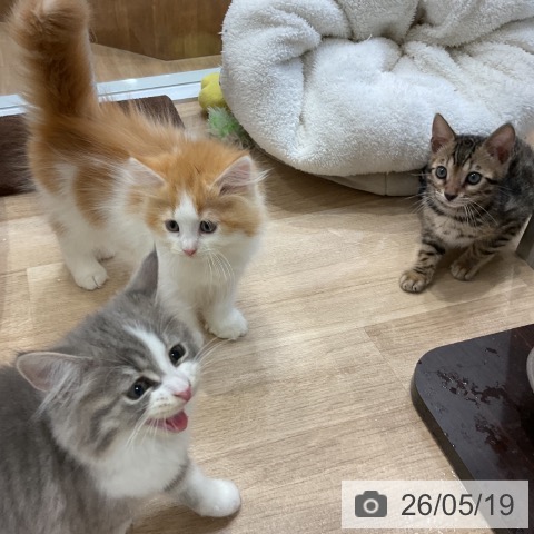 サイベリアンの写真