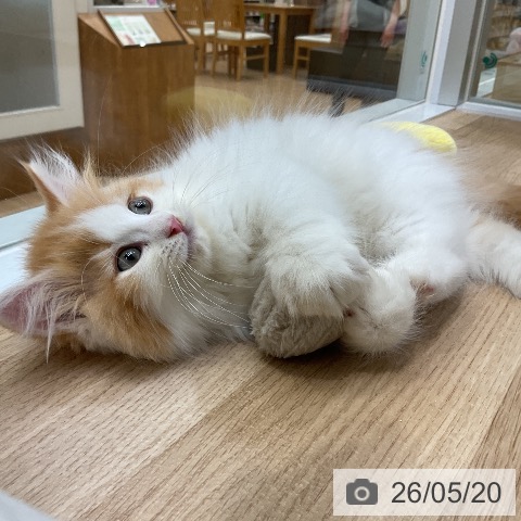 サイベリアンの写真