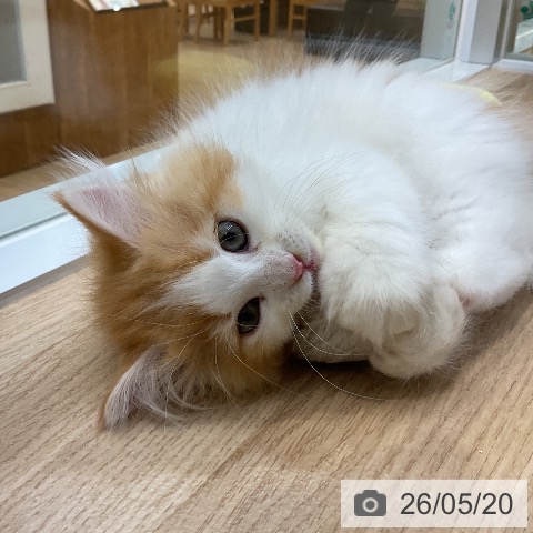 サイベリアンの写真