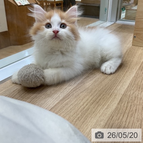 サイベリアンの写真