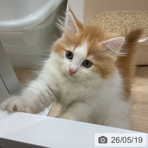 サイベリアンの写真