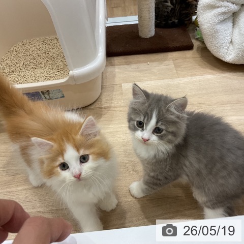 サイベリアンの写真