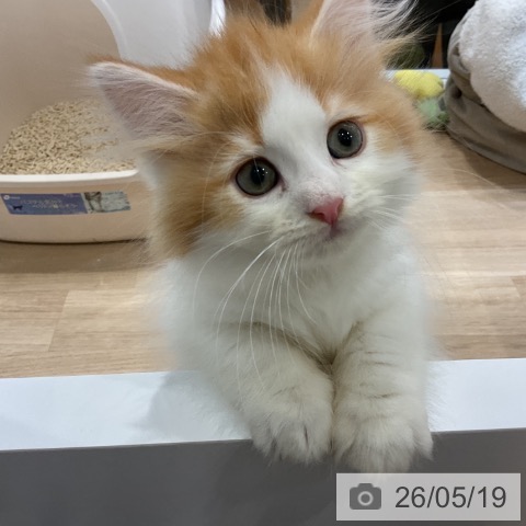サイベリアンの写真