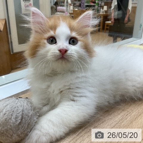 サイベリアンの写真