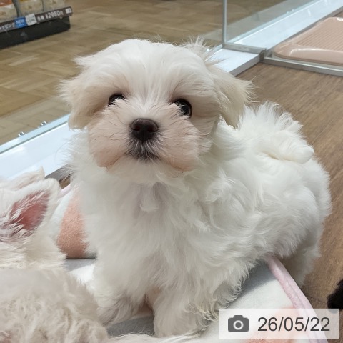 千葉県のマルチーズ (ペッツワン 千葉ニュータウン店/2026年3月16日生まれ/男の子/ホワイト)の子犬の3枚目の画像