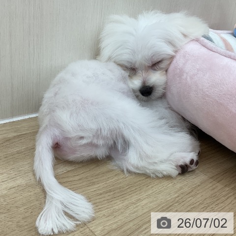 群馬県のマルチーズ (ペットプラス 前橋店/2026年3月16日生まれ/男の子/ホワイト)の子犬の4枚目の画像