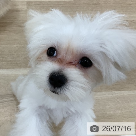 群馬県のマルチーズ (ペットプラス 前橋店/2026年3月16日生まれ/男の子/ホワイト)の子犬の4枚目の画像