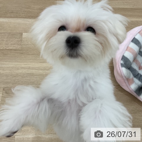 群馬県のマルチーズ (ペットプラス 前橋店/2026年3月16日生まれ/男の子/ホワイト)の子犬の4枚目の画像