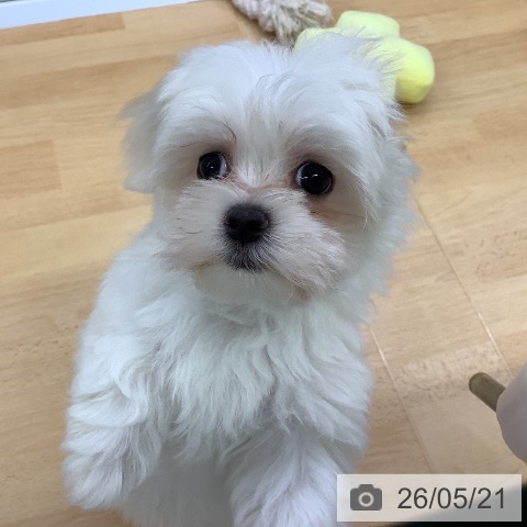 埼玉県のマルチーズ (ペットプラス 羽生店/2026年3月16日生まれ/男の子/ホワイト)の子犬の3枚目の画像