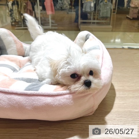 東京都のマルチーズ (ペットプラス 板橋店/2026年3月16日生まれ/女の子/ホワイト)の子犬の4枚目の画像