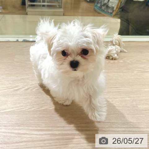 東京都のマルチーズ (ペットプラス 板橋店/2026年3月16日生まれ/女の子/ホワイト)の子犬の3枚目の画像