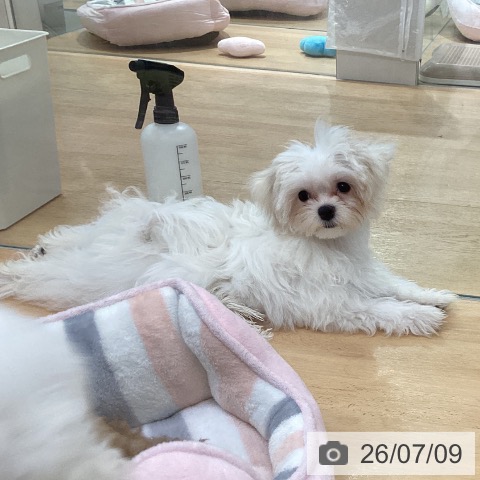 埼玉県のマルチーズ (ペットプラス 羽生店/2026年3月16日生まれ/女の子/ホワイト)の子犬の3枚目の画像
