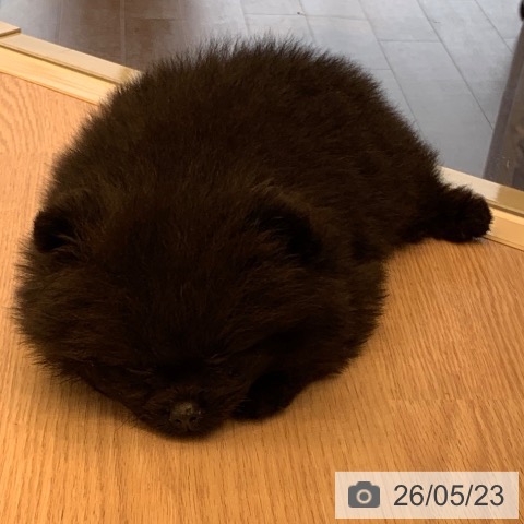 千葉県のポメラニアン (ペットプラス 幕張新都心店/2026年3月19日生まれ/男の子/ブラック)の子犬の3枚目の画像