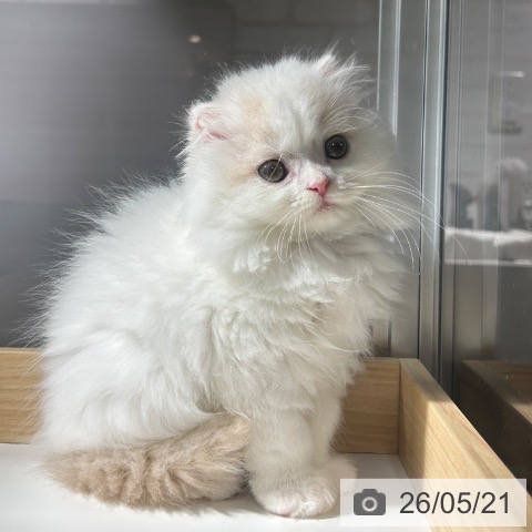 兵庫県のスコティッシュフォールド (ペットプラス 神戸三宮店/2026年2月27日生まれ/女の子/クリームタビーホワイト)の子猫の3枚目の画像
