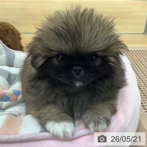 埼玉県のペキニーズ (ペットプラス 羽生店/2026年3月20日生まれ/女の子/レッド)の子犬の4枚目の画像