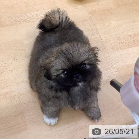 埼玉県のペキニーズ (ペットプラス 羽生店/2026年3月20日生まれ/女の子/レッド)の子犬の3枚目の画像