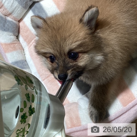 ポメラニアンの写真