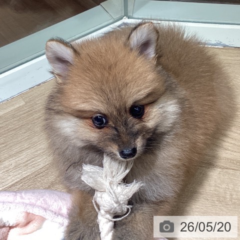 ポメラニアンの写真