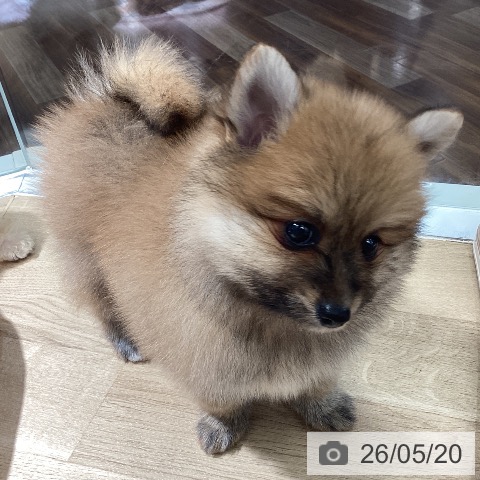 ポメラニアンの写真