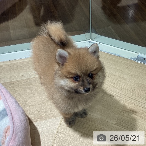 埼玉県のポメラニアン (ペットプラス イオンモール春日部店/2026年3月20日生まれ/男の子/オレンジ)の子犬の3枚目の画像