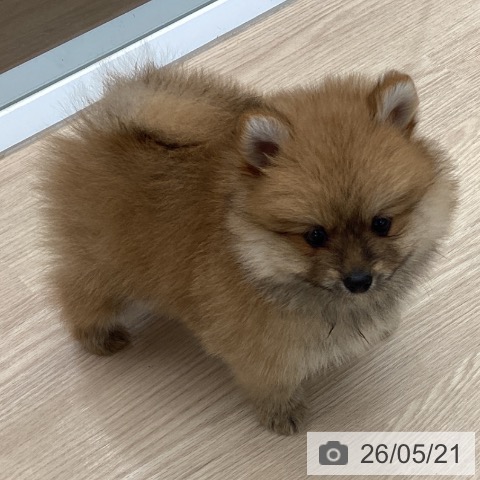 埼玉県のポメラニアン (ペットプラス 川口店/2026年3月20日生まれ/男の子/オレンジ)の子犬の4枚目の画像