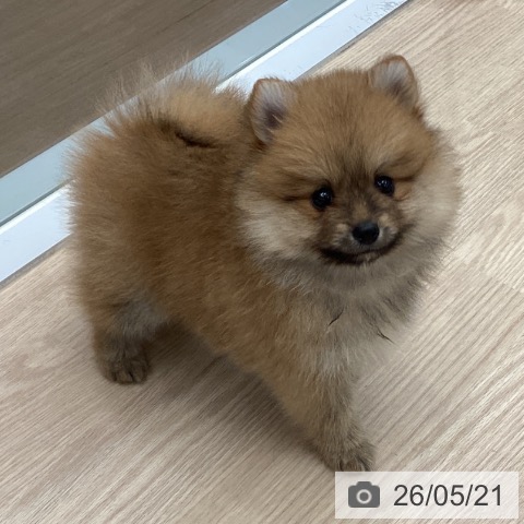 埼玉県のポメラニアン (ペットプラス 川口店/2026年3月20日生まれ/男の子/オレンジ)の子犬の3枚目の画像