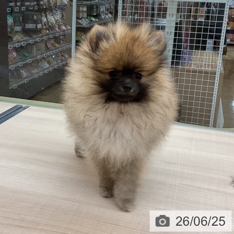 東京都のポメラニアン (ペッツワン 南砂町SUNAMO店/2026年3月20日生まれ/男の子/オレンジ)の子犬の4枚目の画像