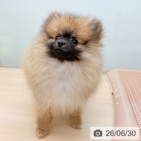 東京都のポメラニアン (ペッツワン 南砂町SUNAMO店/2026年3月20日生まれ/男の子/オレンジ)の子犬の4枚目の画像