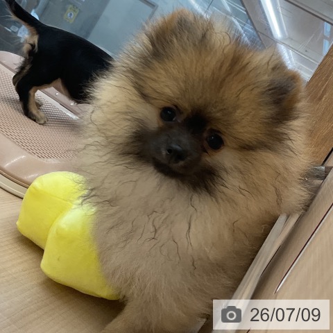 東京都のポメラニアン (ペッツワン 南砂町SUNAMO店/2026年3月20日生まれ/男の子/オレンジ)の子犬の4枚目の画像