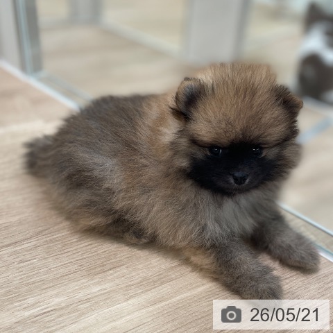 東京都のポメラニアン (ペットプラス 大井町トラックス店/2026年3月20日生まれ/男の子/オレンジ)の子犬の4枚目の画像