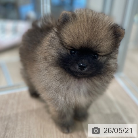 東京都のポメラニアン (ペットプラス 大井町トラックス店/2026年3月20日生まれ/男の子/オレンジ)の子犬の3枚目の画像
