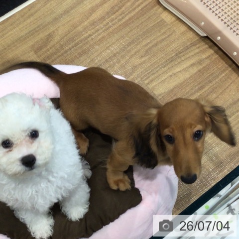 埼玉県のミニチュアダックスフンド(ロング) (ペッツワン 新座店/2026年3月20日生まれ/女の子/レッド)の子犬の4枚目の画像