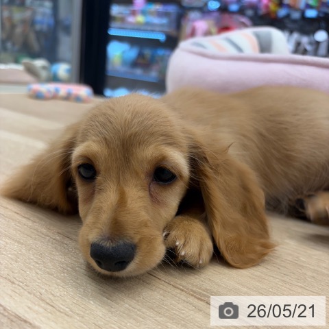 神奈川県のミニチュアダックスフンド(ロング) (ペットプラス 武蔵小杉店/2026年3月20日生まれ/女の子/ゴールド)の子犬の4枚目の画像