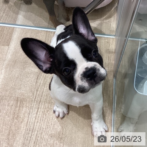 宮城県のフレンチブルドッグ (ペットプラス 名取店/2026年3月20日生まれ/女の子/パイド)の子犬の3枚目の画像