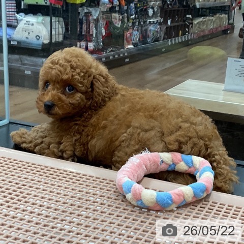 愛知県のトイプードル(トイ) (ペッツワン 東海店/2026年3月20日生まれ/女の子/レッド)の子犬の4枚目の画像
