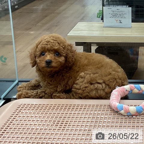 愛知県のトイプードル(トイ) (ペッツワン 東海店/2026年3月20日生まれ/女の子/レッド)の子犬の3枚目の画像