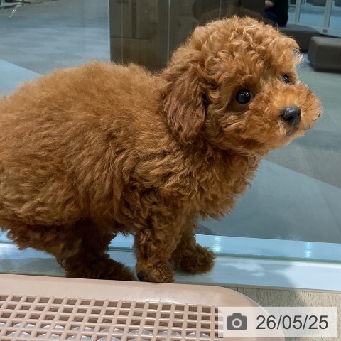 愛知県のトイプードル(トイ) (ペットプラス 岡崎店/2026年3月20日生まれ/女の子/レッド)の子犬の4枚目の画像