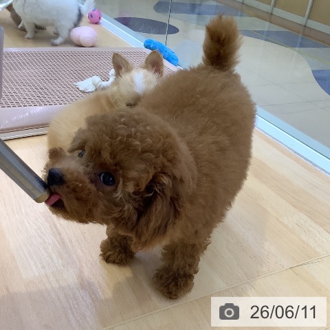 愛知県のトイプードル(トイ) (ペットプラス 三好店/2026年3月20日生まれ/女の子/レッド)の子犬の4枚目の画像