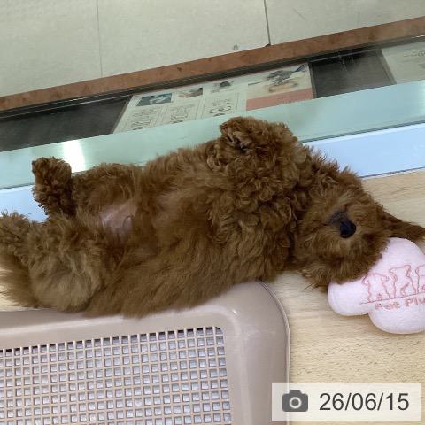 愛知県のトイプードル(トイ) (ペットプラス 三好店/2026年3月20日生まれ/女の子/レッド)の子犬の4枚目の画像