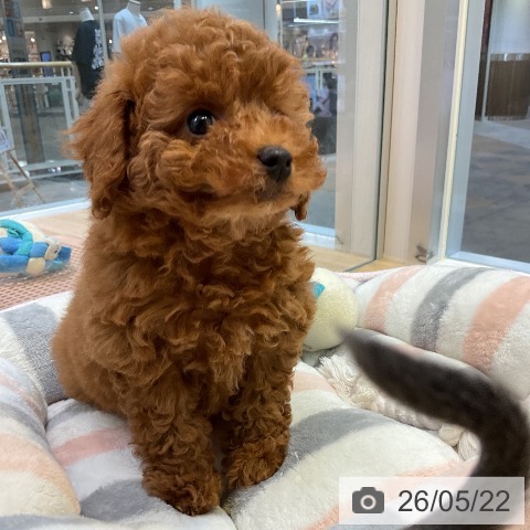 愛知県のトイプードル(トイ) (ペットプラス 岡崎店/2026年3月20日生まれ/女の子/レッド)の子犬の3枚目の画像