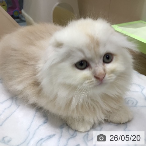 スコティッシュフォールドの写真