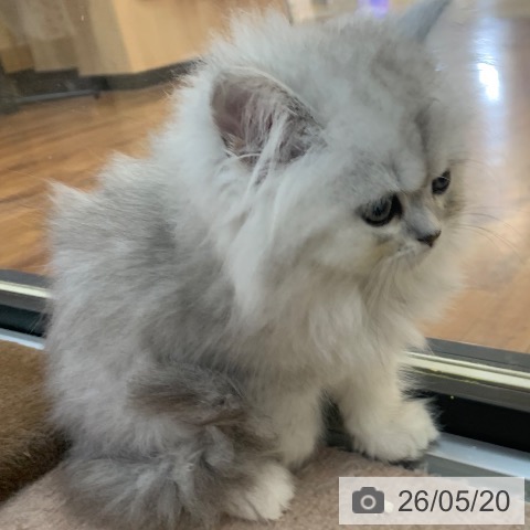 スコティッシュフォールドの写真