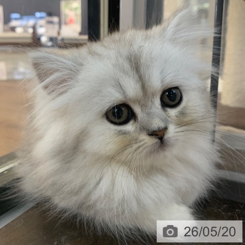 スコティッシュフォールドの写真