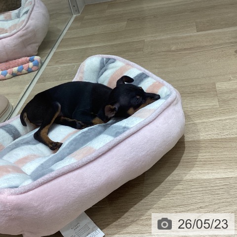 宮城県のミニチュアピンシャー (ペットプラス 仙台上杉店/2026年3月19日生まれ/男の子/ブラックタン)の子犬の4枚目の画像
