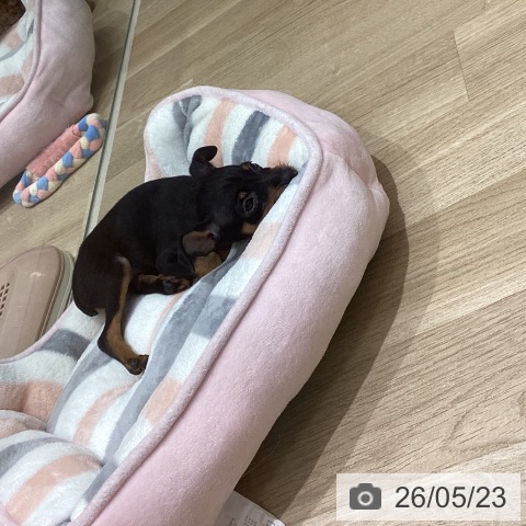 宮城県のミニチュアピンシャー (ペットプラス 仙台上杉店/2026年3月19日生まれ/男の子/ブラックタン)の子犬の3枚目の画像