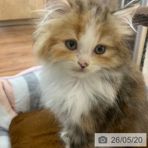 スコティッシュフォールドの写真